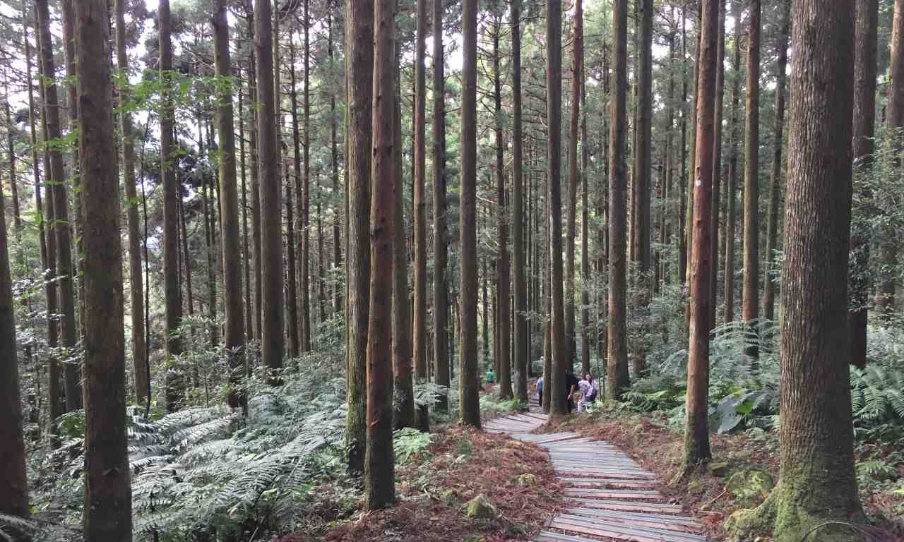 TWTYU01
東眼山森林遊樂區 · 大溪老茶廠一日遊